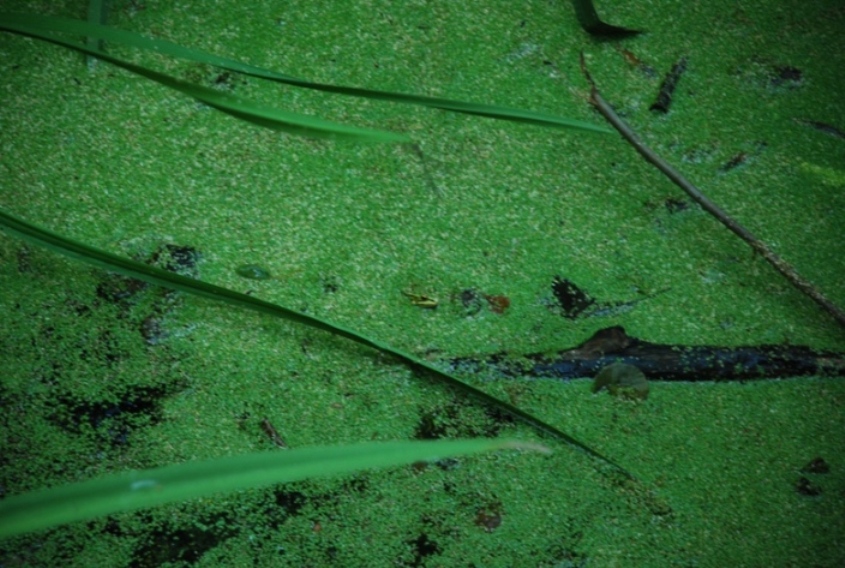 Qualche Pelophylax sp.!!!